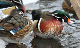 wood duck 3839s.jpg