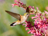 Hummingbird NM2.jpg