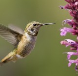 Hummingbird NM4.jpg