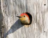 Red Bellied Woodpecker Nesting