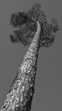 Pine