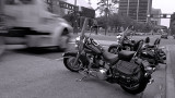 B/W & Violet Tone #3