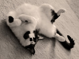 Immodest