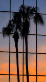 Palm and Palm Reflection