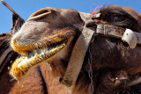 A Camel Kiss