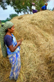 Hay Lady of Panangadi