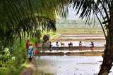 Lunchbreak on the ricefields