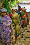 Returning from the rice fields