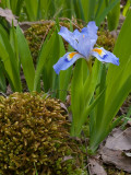 Dwarf Crested Iris sRGB 8 02