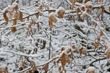 wintersnow 4.jpg