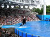 Shamu