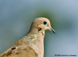 GP2769-Mourning Dove.jpg