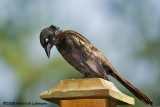 GP2803-Common Grackle.jpg
