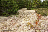 GP9838-Greenwich-PEI National Park.jpg