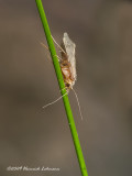 K203604-Unidentified.jpg