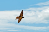 K209671-Barn Swallow.jpg