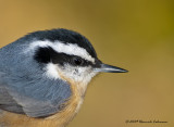 K217871-Red-breasted Nuthatch.jpg