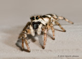 K220344-Metaphid Jumping Spider.jpg