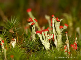 N1239-Lichen.jpg