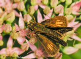 N4980a-web.jpg