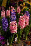 GP2511-Hyacinthus.jpg