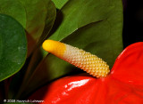 GP2614-web.jpg