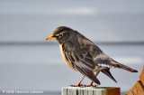 GP3326-Robin.jpg