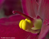 GP3626-African Violet.jpg