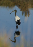 Ibis