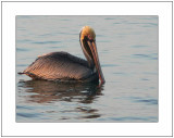 Pelican