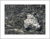 Coral Stone in Tide Pool