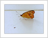 Beautiful Wings