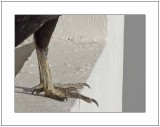 Avian Feet