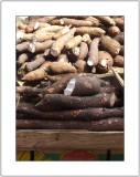 Yummy Yucca