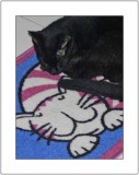 Our Cat