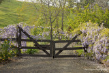 Wisteria Gate