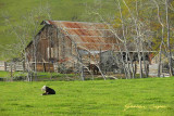 Country Afternoon