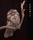 Tawny Frogmouth
