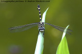 Ictinogomphus pertinax