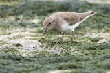 Temmincks stint