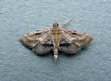 Marasmia trapezalis