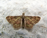 Chloroclystis rubroviridis