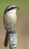 Brown shrike