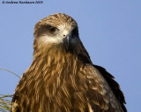 Black kite