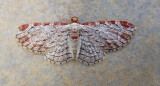 Eupithecia costalis