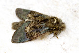 Vaneeckia pallidifascia