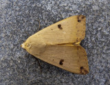 Ophiusa disjungens