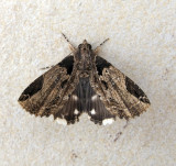 Ercheia cyllaria