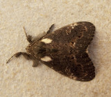 Dasychira inclusa