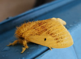 Euproctis plana group